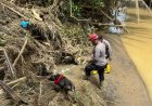 Polda Sumbar Perkuat Pencarian Korban Banjir Bandang dengan Tim K9, Sisir Sungai Batang Nanggang